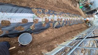 이종선님의 파 · 영농일지 작성글 사진