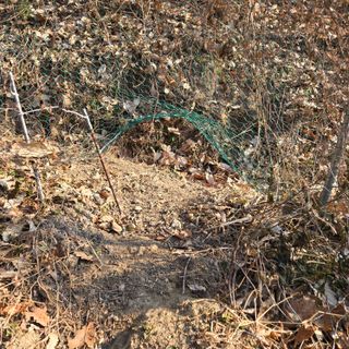 양배추21889님의 복숭아 · 영농일지 작성글 사진