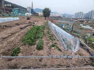 대구북구텃밭지기님의 시금치 · 영농일지 작성글 사진