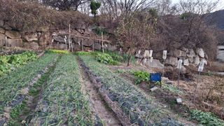 수기님의 기타작물 · 영농일지 작성글 사진