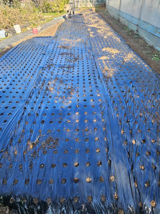 최창숙님의 마늘 · 영농일지 작성글 사진