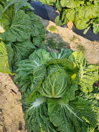 고사리.밤.육쪽마늘님의 기타작물 · 영농일지 작성글 사진