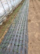 팜모닝 양파·영농일지 게시글 이미지