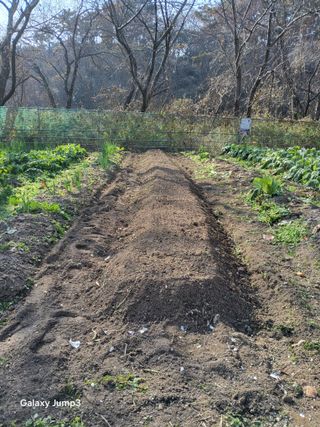 이효순님의 마늘 · 영농일지 작성글 사진