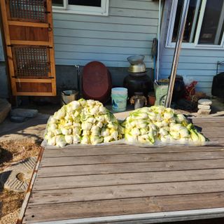 유원준님의 고추 · 영농일지 작성글 사진