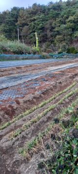 팜모닝 양파·영농일지 게시글 이미지