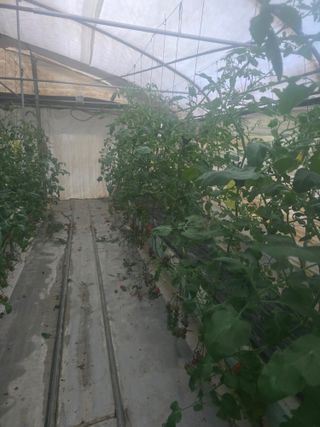 김호진님의 토마토 · 영농일지 작성글 사진