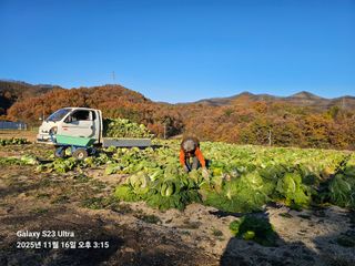 다온농원농장후평리님의 마늘 · 영농일지 작성글 사진