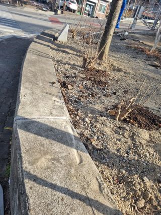 김용대님의 두릅 · 영농일지 작성글 사진