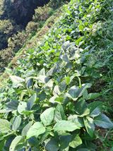 팜모닝 기타작물·영농일지 게시글 이미지