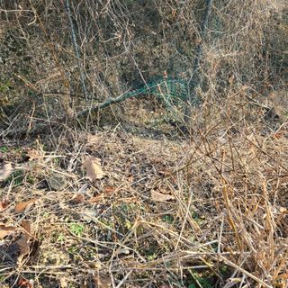 양배추21889님의 복숭아 · 영농일지 작성글 사진