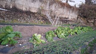 수기님의 배추 · 영농일지 작성글 사진