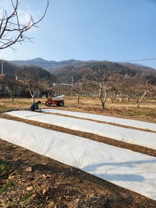 임성욱님의 감 · 영농일지 작성글 사진