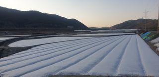 시금치28751님의 기타작물 · 영농일지 작성글 사진