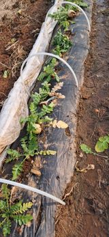 팜모닝 기타작물·영농일지 게시글 이미지