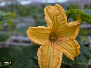 늘햇살팜 님의 기타작물 · 영농일지 작성글 사진