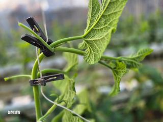 늘햇살팜 님의 기타작물 · 영농일지 작성글 사진