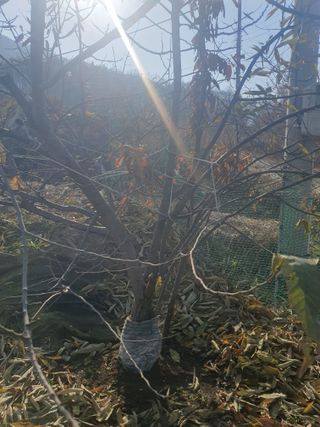 양파12861님의 배추 · 영농일지 작성글 사진