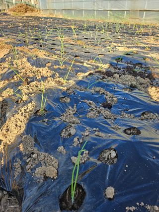 최창숙님의 마늘 · 영농일지 작성글 사진