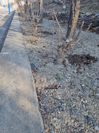 김용대님의 두릅 · 영농일지 작성글 사진