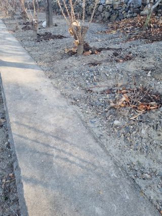 김용대님의 두릅 · 영농일지 작성글 사진