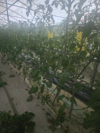 김호진님의 토마토 · 영농일지 작성글 사진