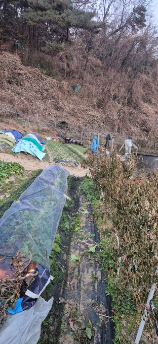 봉림동 태진농장님의 기타작물 · 영농일지 작성글 사진