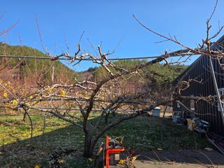 김정훈님의 복숭아 · 영농일지 작성글 사진