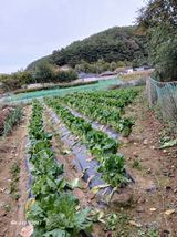 팜모닝 기타작물·영농일지 게시글 이미지