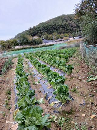 강재화님의 기타작물 · 영농일지 작성글 사진
