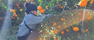 김영호님의 귤 · 영농일지 작성글 사진