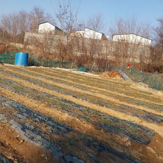 해안로님의 마늘 · 영농일지 작성글 사진