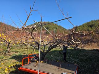 김정훈님의 복숭아 · 영농일지 작성글 사진