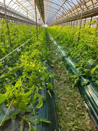 한혜경님의 토마토 · 영농일지 작성글 사진