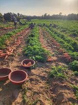 팜모닝 기타작물·영농일지 게시글 이미지