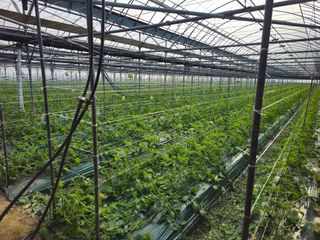 한혜경님의 토마토 · 영농일지 작성글 사진