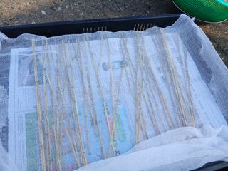 한상숙님의 콩 · 영농일지 작성글 사진