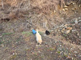 무주설천면 반딧팝님의 기타작물 · 영농일지 작성글 사진