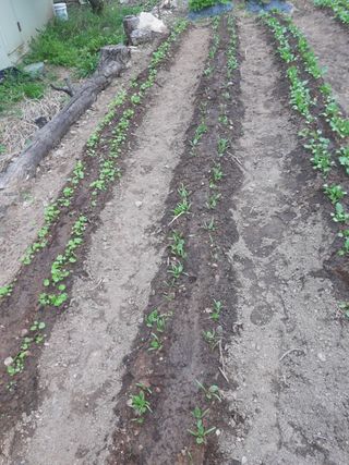 권영동 님의 시금치 · 영농일지 작성글 사진