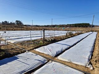 장순봉님의 마늘 · 영농일지 작성글 사진