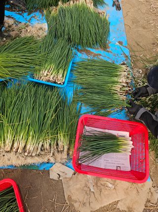 수기님의 파 · 영농일지 작성글 사진