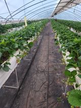 팜모닝 딸기·영농일지 게시글 이미지