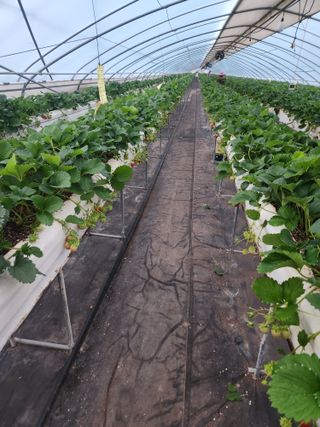 상월딸기 박명근님의 딸기 · 영농일지 작성글 사진