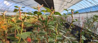 고추22286님의 블루베리 · 영농일지 작성글 사진