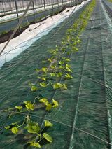 팜모닝 기타작물·영농일지 게시글 이미지