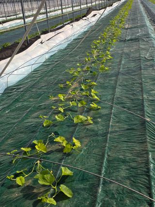 님의 기타작물 · 영농일지 작성글 사진