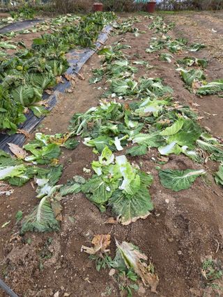 텃밭입문님의 배추 · 영농일지 작성글 사진