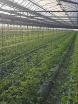 팜모닝 토마토·영농일지 게시글 이미지