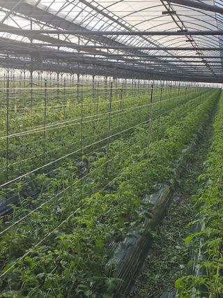 한혜경님의 토마토 · 영농일지 작성글 사진