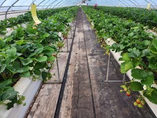 상월딸기 박명근님의 딸기 · 영농일지 작성글 사진